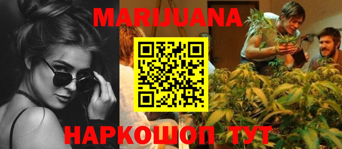 Каннабис сатива Майкоп